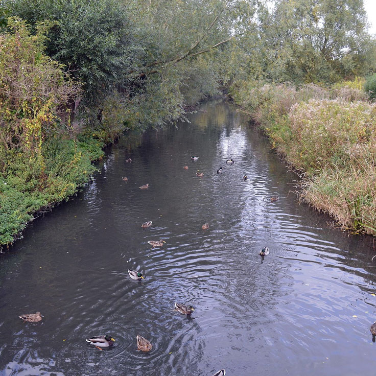 Teasel Walks